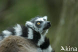 ring-tailed lemur (Lemur catta) 