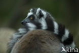 ring-tailed lemur (Lemur catta) 