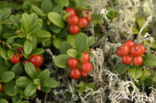 Bog Cranberry