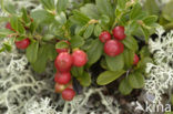 Bog Cranberry