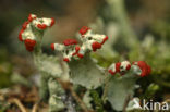 Rode heidelucifer (Cladonia floerkeana)