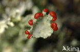 Rode heidelucifer (Cladonia floerkeana)