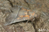 herald moth (Scoliopteryx libatrix)