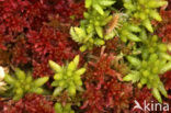 Rood veenmos (Sphagnum rubellum)