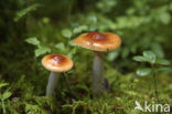 Roodbruine slijmkop (Hygrophorus discoideus) 