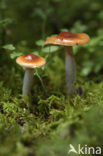 Roodbruine slijmkop (Hygrophorus discoideus) 