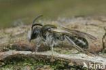 Roodbuikje (Andrena ventralis)