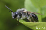 Early Mining Bee (Andrena haemorrhoa)