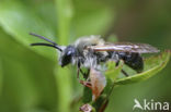 Early Mining Bee (Andrena haemorrhoa)