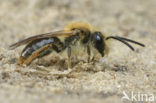 Roodgatje (Andrena haemorrhoa)