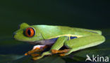 Roodoogmakikikker (Agalychnis callidryas)