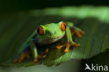 Roodoogmakikikker (Agalychnis callidryas)