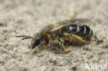 Roodpotige groefbij (Halictus rubicundus)