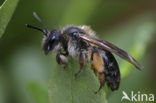 Roodscheen-zandbij (Andrena ruficrus)