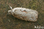 Roodvlekkaartmot (Agonopterix ocellana)