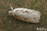 Agonopterix ocellana