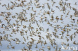 Bar-tailed Godwit (Limosa lapponica)