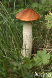 Rosse populierboleet (Leccinum rufum)