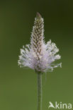 Hoary Plantain (Plantago media)