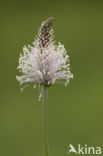 Hoary Plantain (Plantago media)
