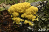 Scrambled egg slime (Fuligo septica)