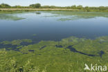 Rye Meads nature reserve