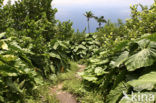 Saba National Park