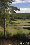 Sandsjön