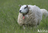 Schaap (Ovis spec.)