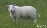 Schaap (Ovis spec.)