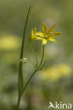 Belgian Gagea (Gagea spathacea)