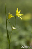 Belgian Gagea (Gagea spathacea)