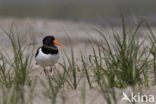 Oystercatcher (Haematopus ostralegus)