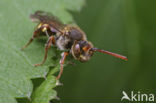 Sierlijke Wespbij (Nomada panzeri)