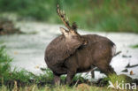 Sika Deer (Cervus nippon)