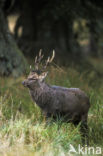 Sika Deer (Cervus nippon)