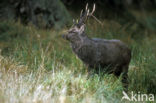 Sika Deer (Cervus nippon)