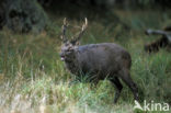 Sika Deer (Cervus nippon)