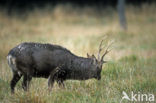 Sika Deer (Cervus nippon)