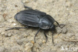 Silpha tristis