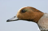 Wigeon (Anas penelope)