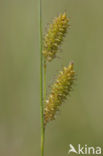 Snavelzegge (Carex rostrata)