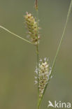 Snavelzegge (Carex rostrata)