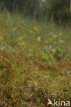 Snavelzegge (Carex rostrata)