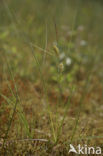 Bottle Sedge (Carex rostrata)