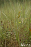 Bottle Sedge (Carex rostrata)