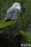 Snowy Owl (Bubo scandiacus)