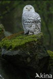 Snowy Owl (Bubo scandiacus)