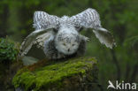 Snowy Owl (Bubo scandiacus)