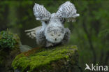 Snowy Owl (Bubo scandiacus)